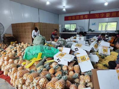 江南區手撕菠蘿 農旅融合促增收 生態園引領新路徑